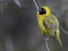 Southern Masked Weaver