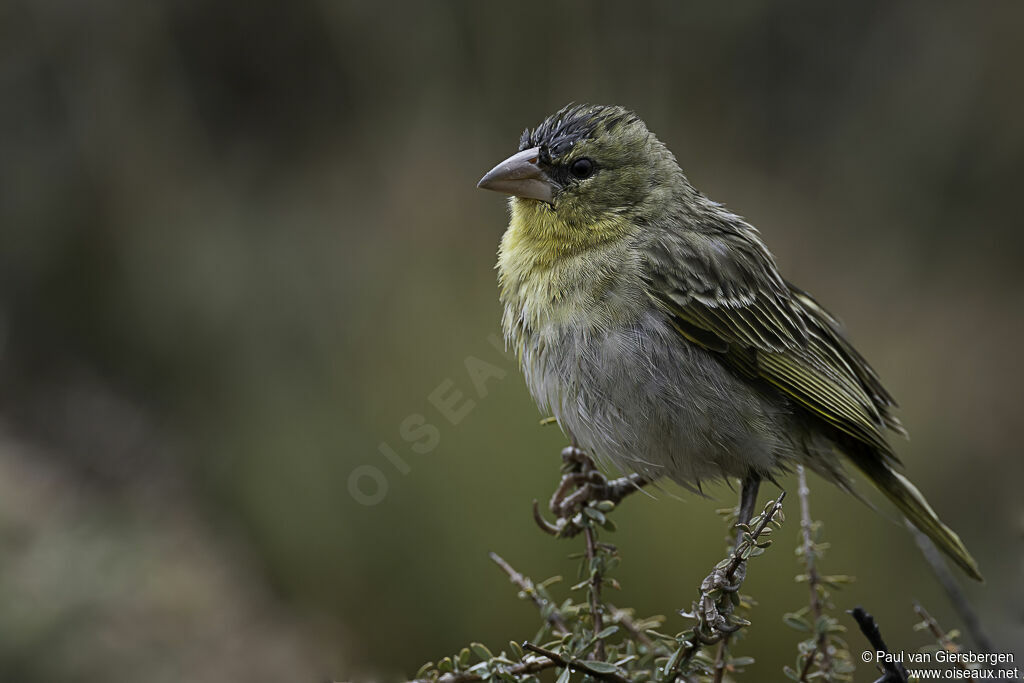 Southern Masked Weaver female adult