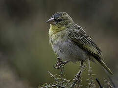 Southern Masked Weaver