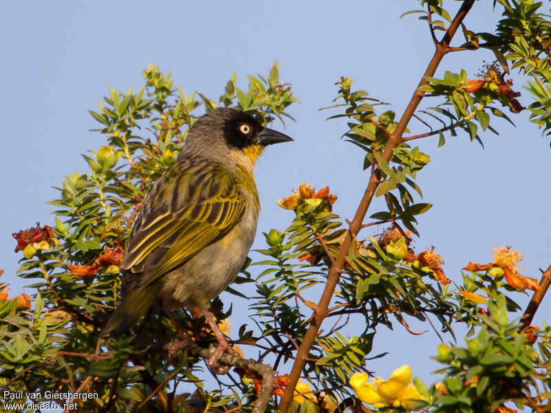 Tisserin baglafecht mâle adulte, identification