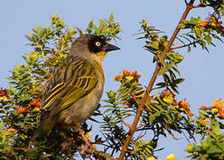 Baglafecht Weaver