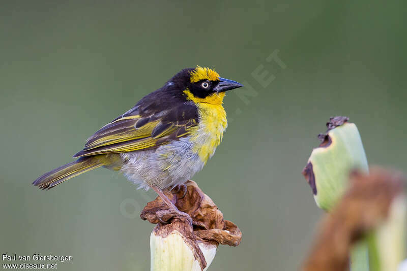 Baglafecht Weaver male adult breeding, identification