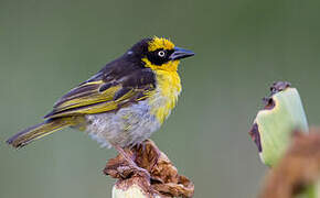 Baglafecht Weaver