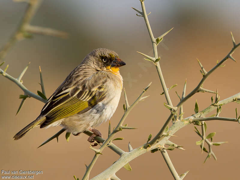 Baglafecht Weaver female adult, identification