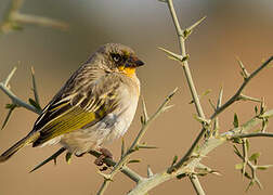 Baglafecht Weaver