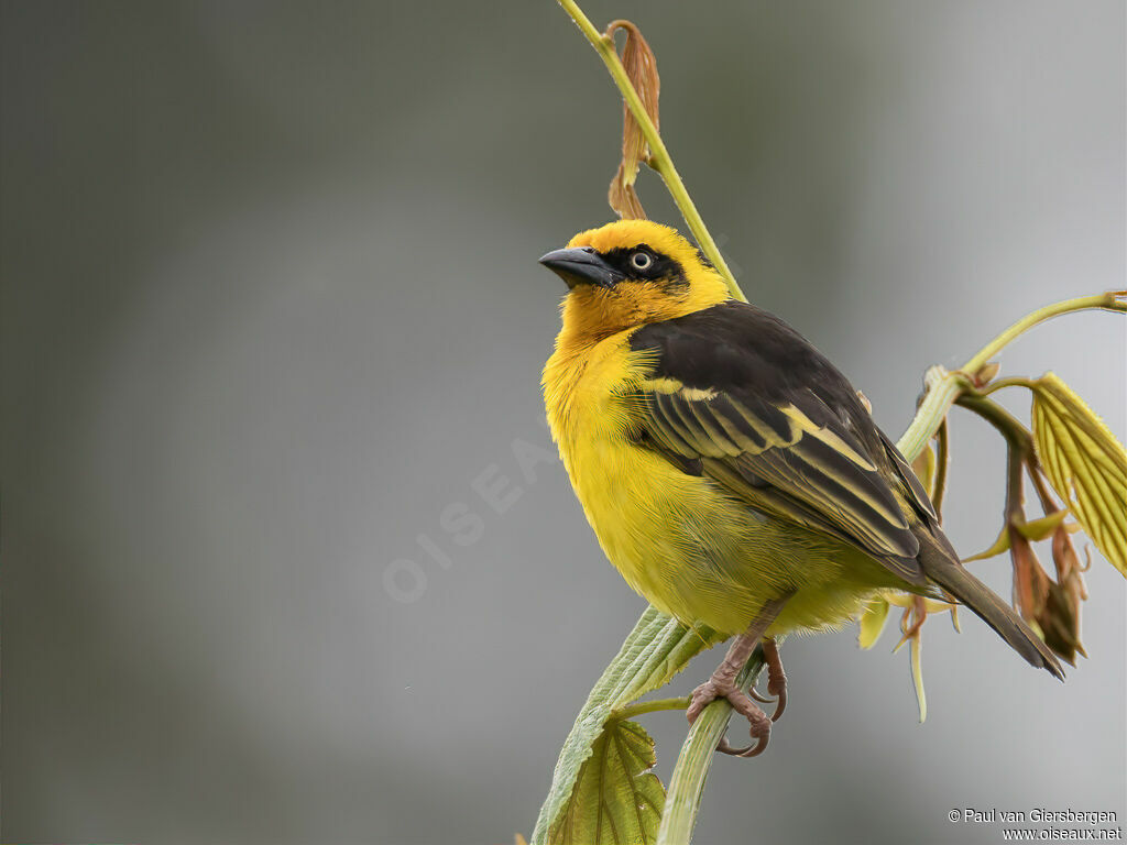 Baglafecht Weaver male adult