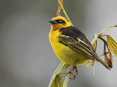 Baglafecht Weaver
