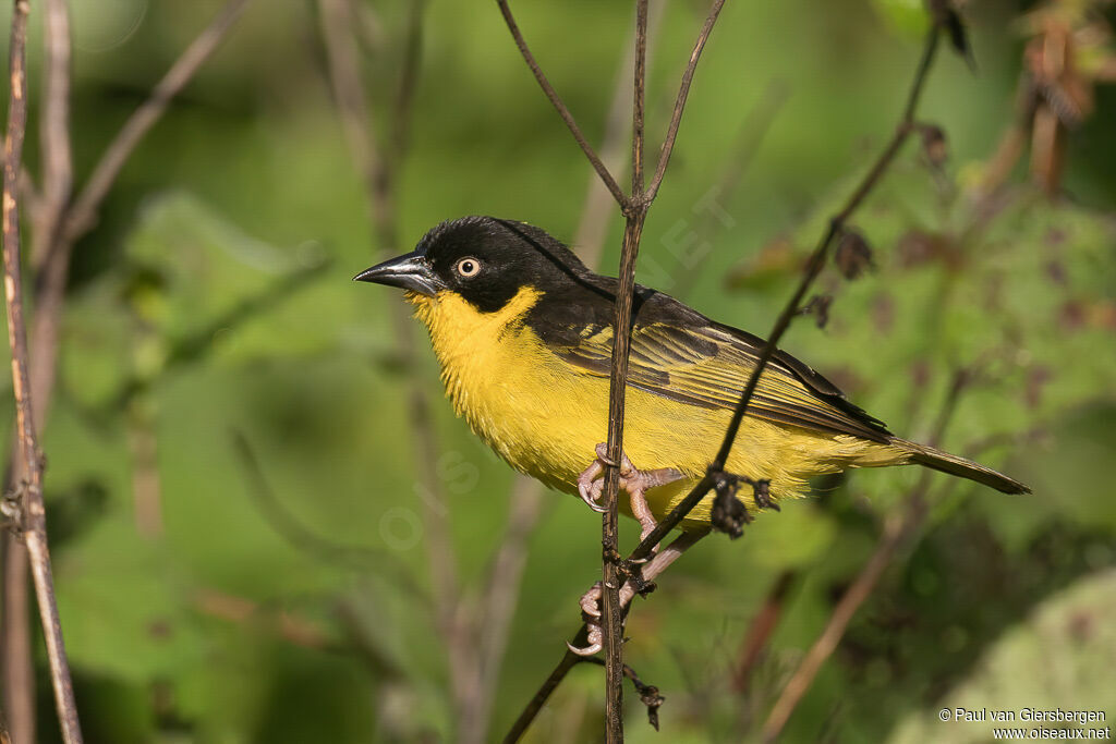 Baglafecht Weaver female adult