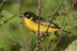 Baglafecht Weaver