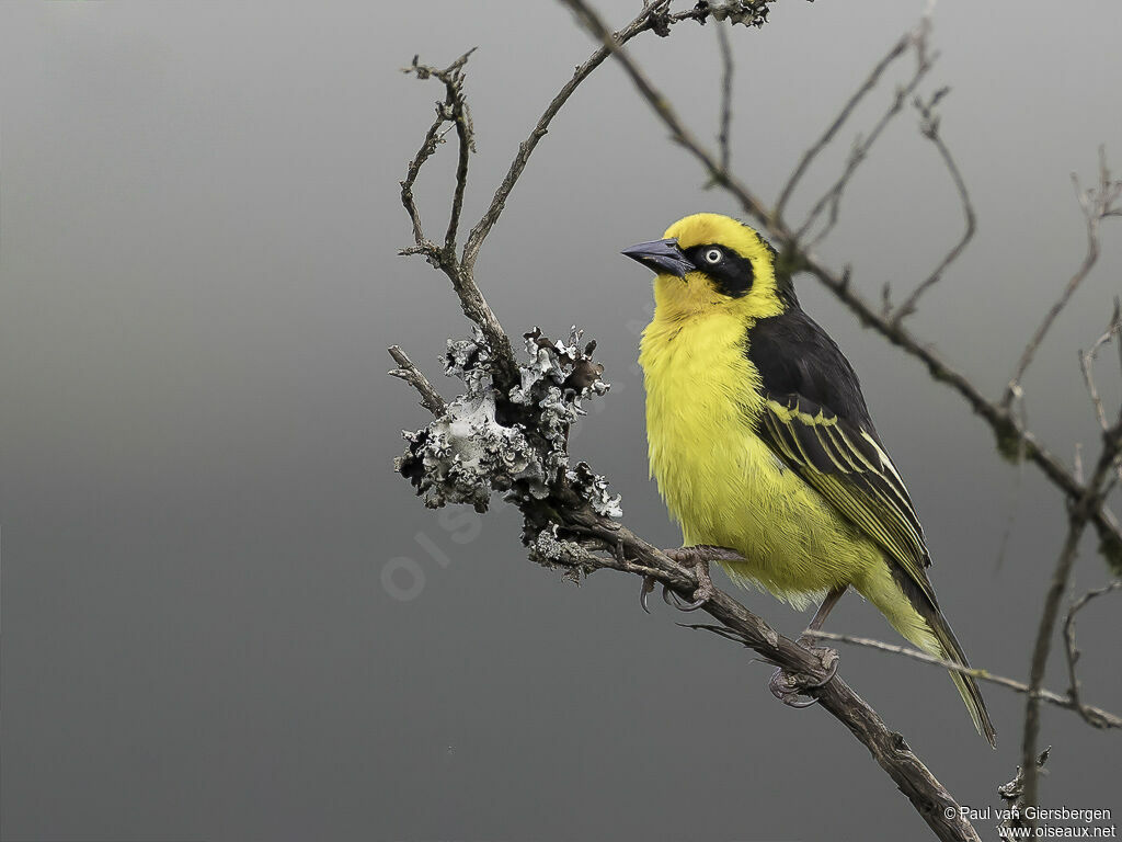 Baglafecht Weaver male adult