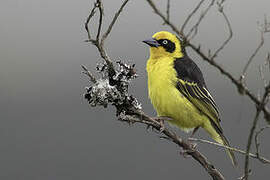 Baglafecht Weaver