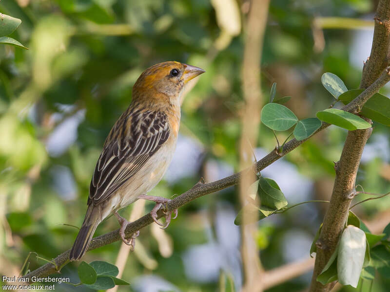 Baya Weaver female adult breeding, identification