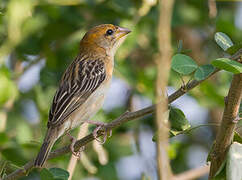 Baya Weaver