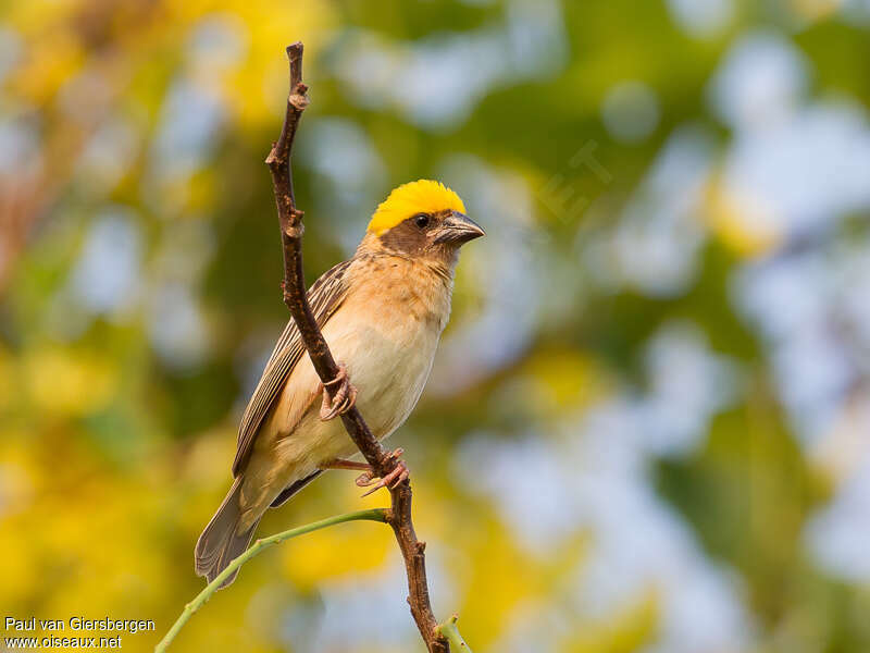 Tisserin baya mâle, identification