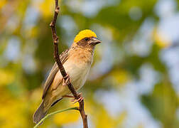 Baya Weaver