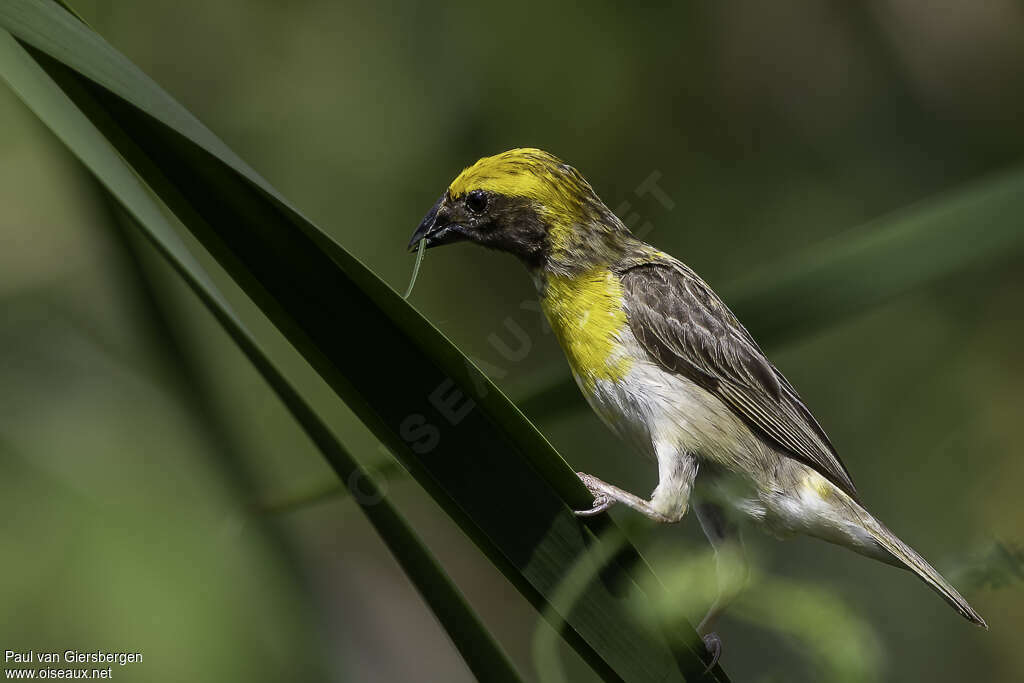 Baya Weaver male adult