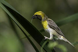 Baya Weaver