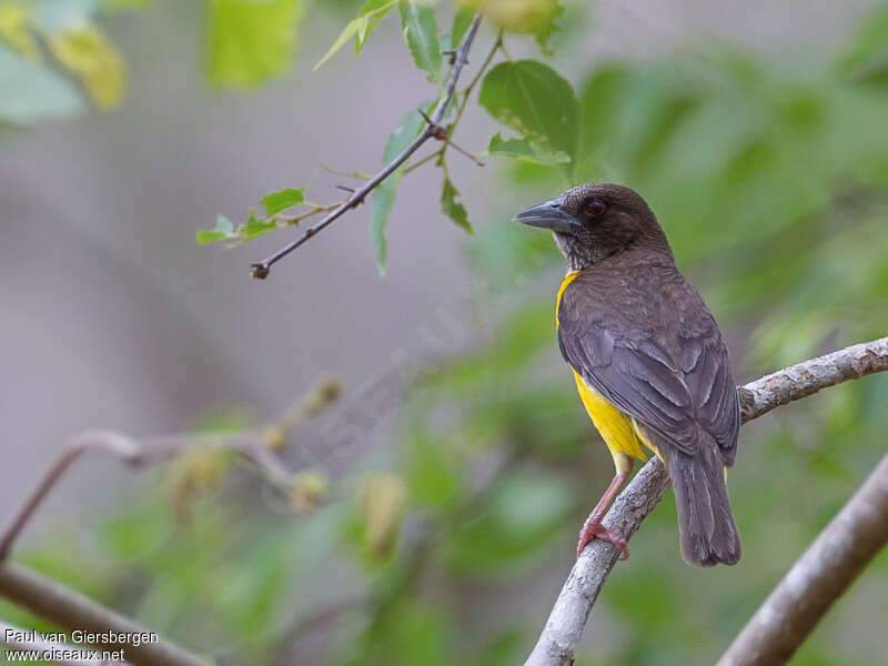 Dark-backed Weaveradult, pigmentation