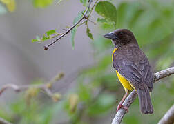 Dark-backed Weaver