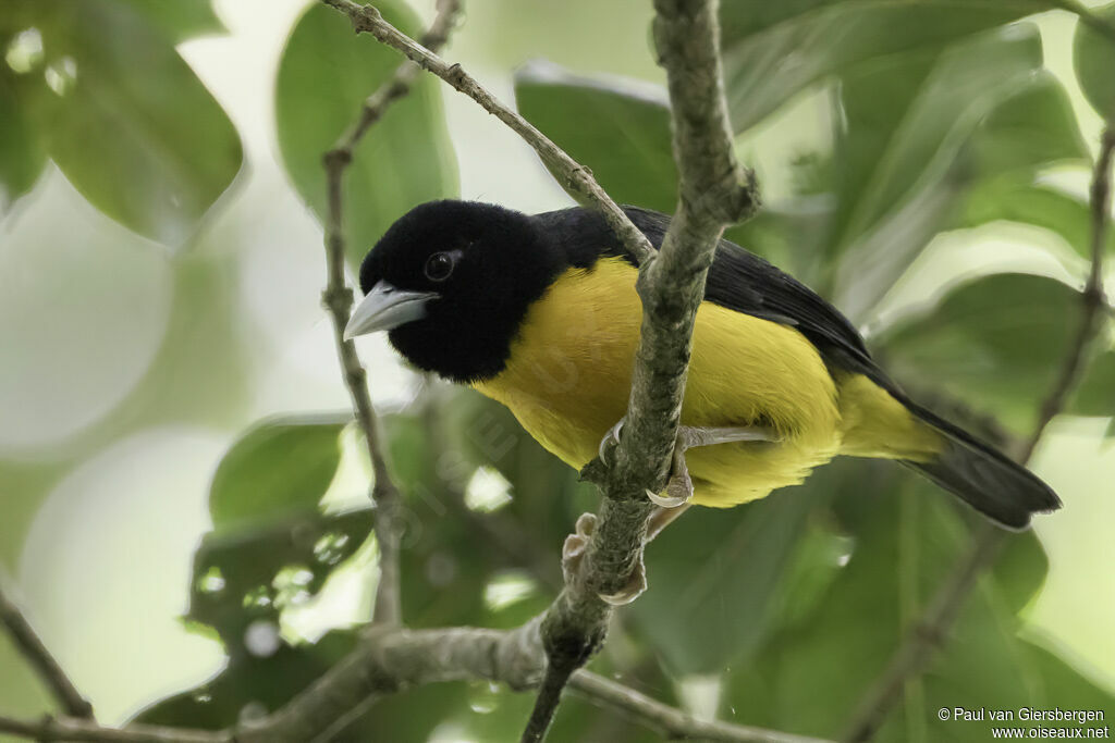 Dark-backed Weaveradult