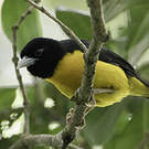 Tisserin bicolore