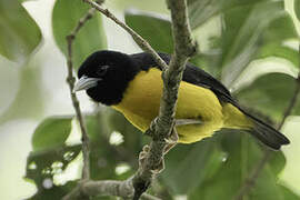 Dark-backed Weaver