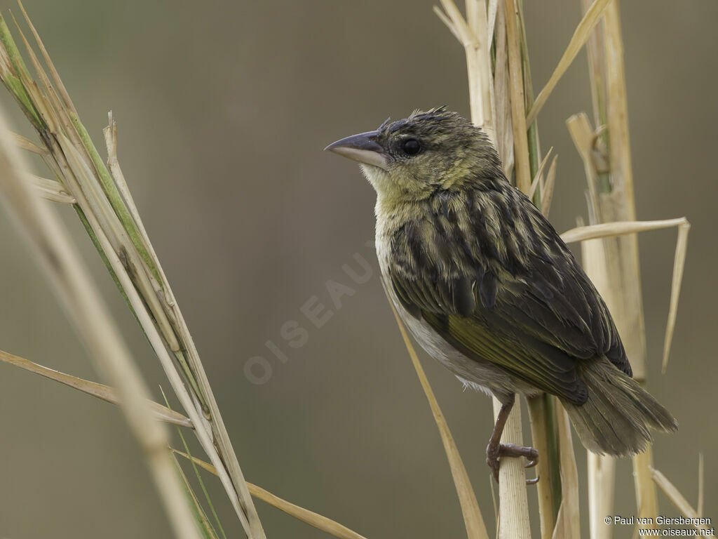 Kilombero Weaver female adult