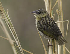 Kilombero Weaver