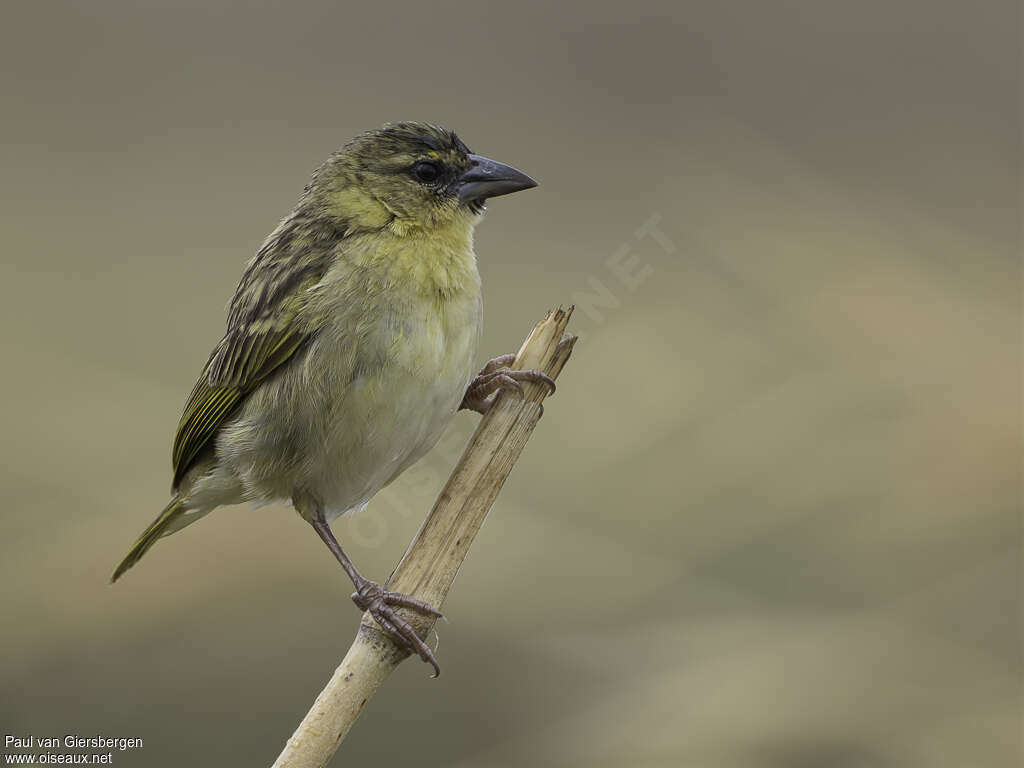 Kilombero Weaver male adult transition