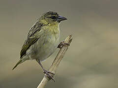 Kilombero Weaver