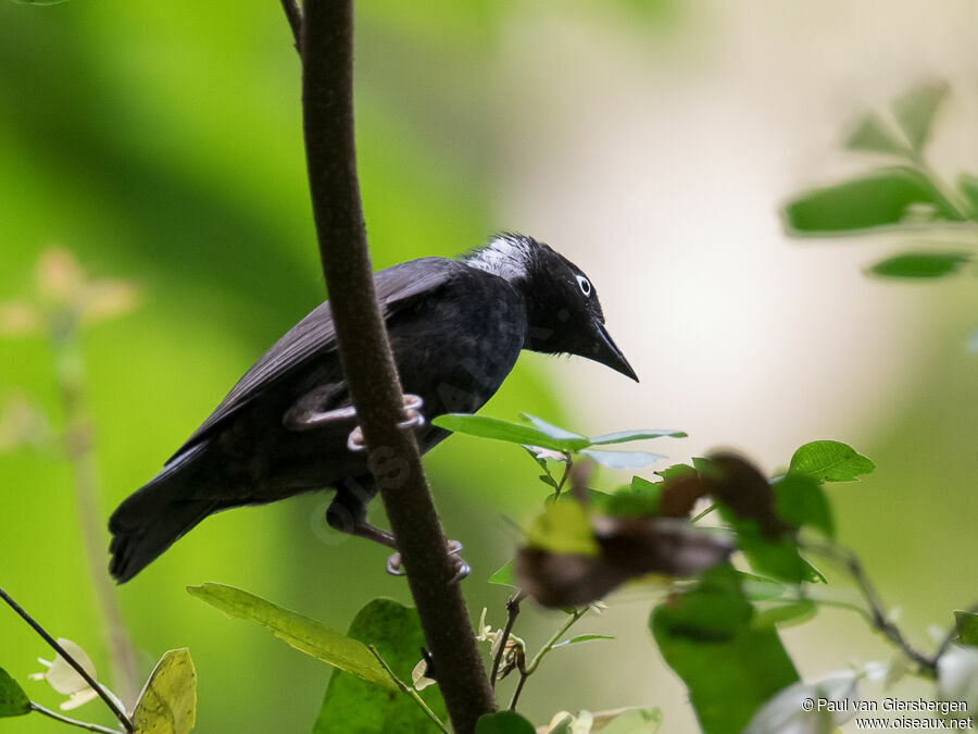 Maxwell's Black Weaveradult