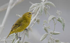 Slender-billed Weaver