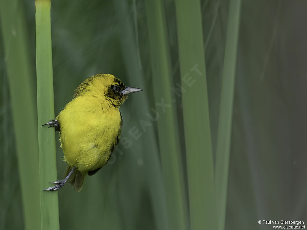 Slender-billed Weaver male adult