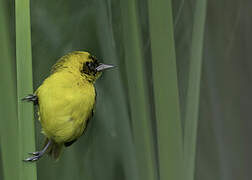 Slender-billed Weaver