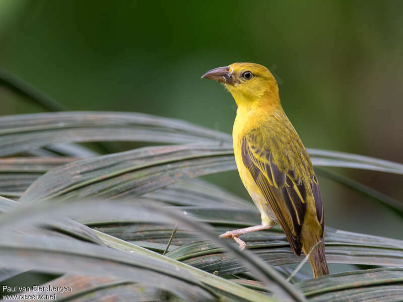 Principe Weaver female adult, identification