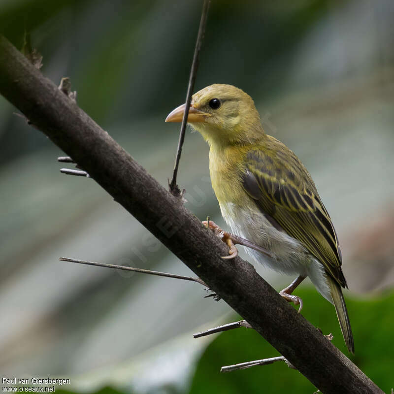 Tisserin de Principéimmature, identification