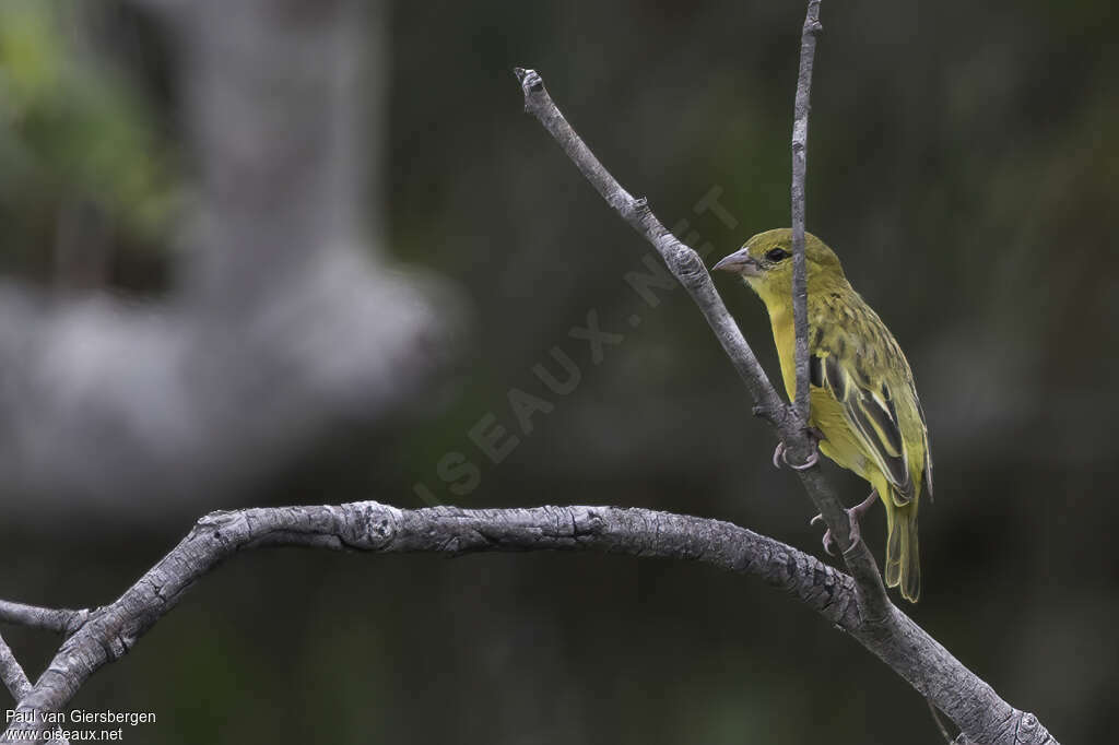 Tanzanian Masked Weaver female adult