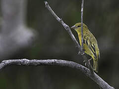 Tanzanian Masked Weaver