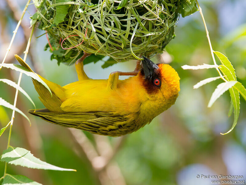 Rüppell's Weaver