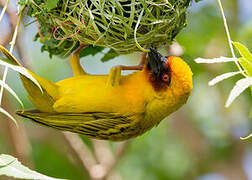 Rüppell's Weaver