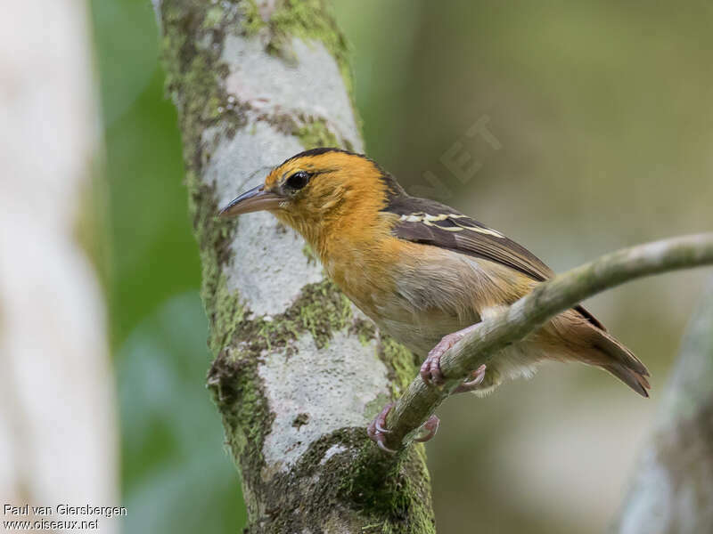 Tisserin de Sao Tomé mâle adulte, identification