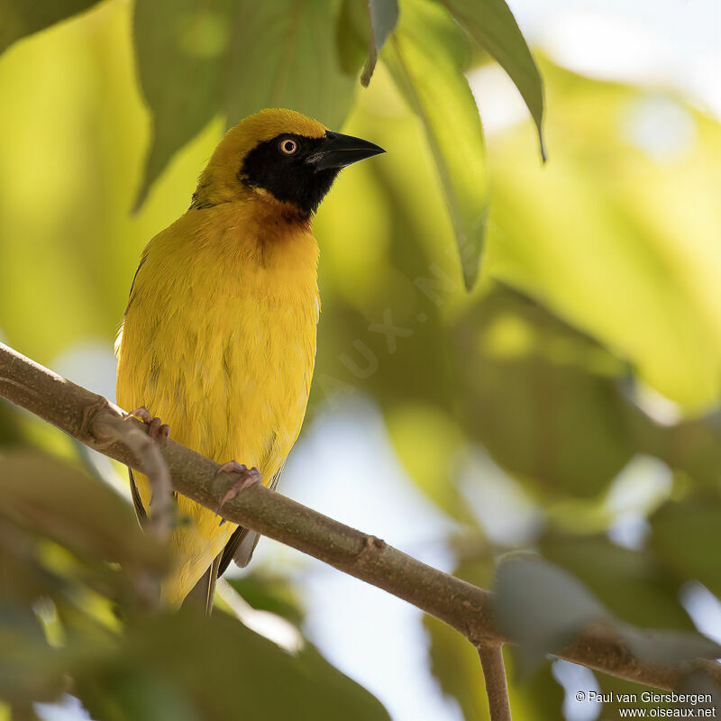 Speke's Weaver male adult