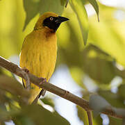 Speke's Weaver