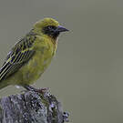 Tisserin de Speke