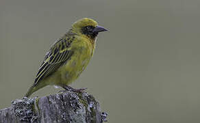 Speke's Weaver