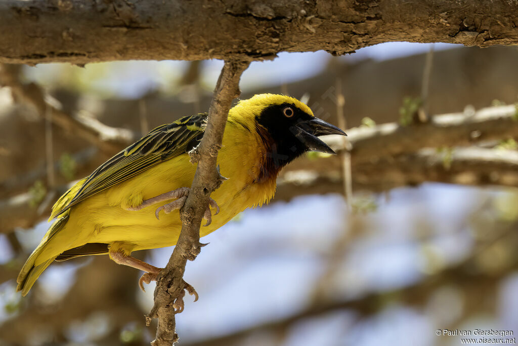 Tisserin de Speke mâle adulte