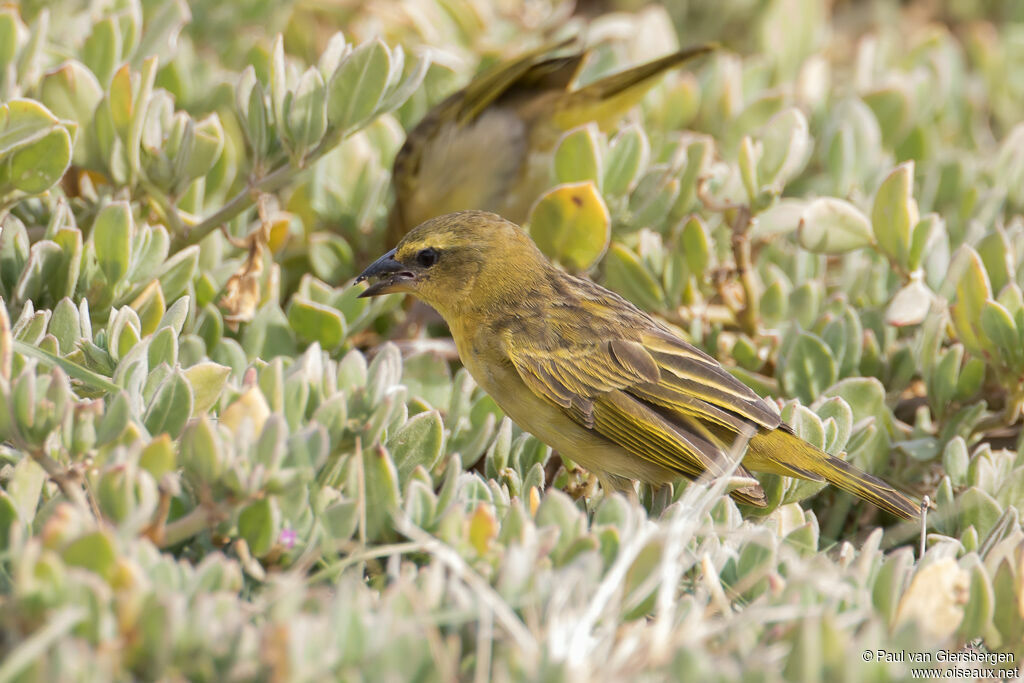 Taveta Weaver female adult