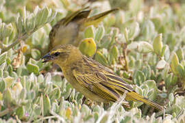 Taveta Weaver