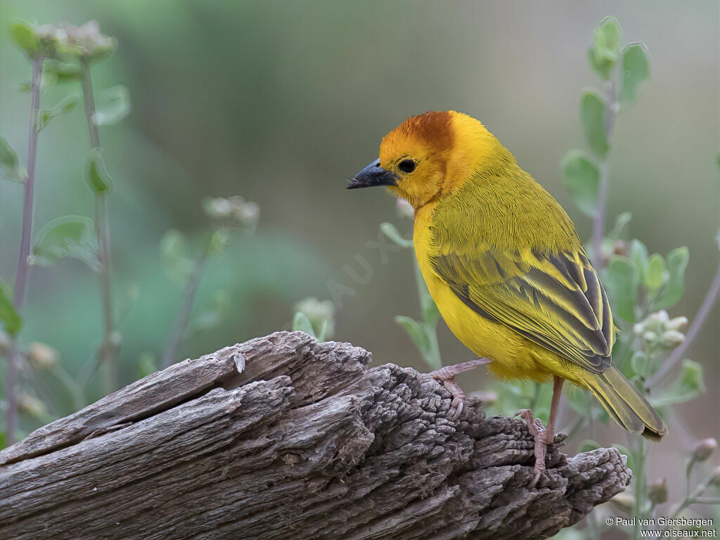 Taveta Weaver male adult