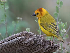 Taveta Weaver